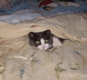 Mrow Mrow 1